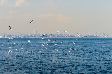 The flock of seagulls flying above the sea water Bosphorus strait.