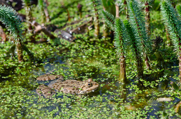 Grenouille dans un étang plein de végétation
