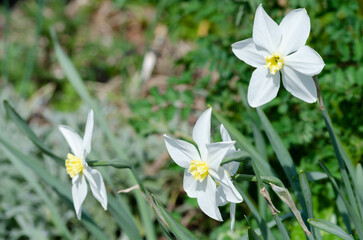 Narcisse des po&egrave;tes (Narcissus poeticus)
