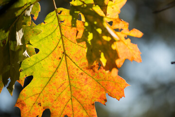 Fototapeta na wymiar oak leaves in autumn backlit by the sun