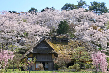 安達ヶ原ふるさと村の桜（福島県・二本松市）