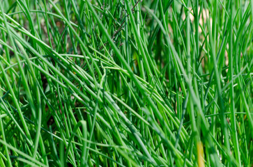 Ciboulette commune ou Civette (Allium schoenoprasum L.)
