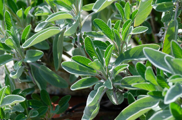 Feuilles de sauge (salvia)