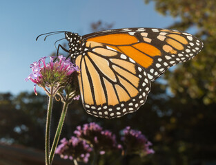 monarch butterfly on flower