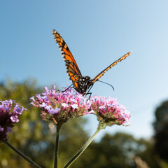 monarch butterfly (frontal view) on verbena flowers