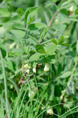 Fototapeta na wymiar Myrtillier de Sibérie (Myrtillier de Sibérie) en fleur