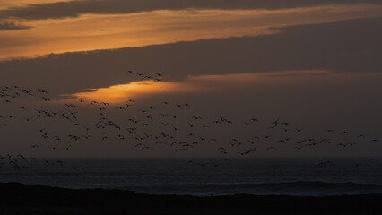  Birds flying at sunset.