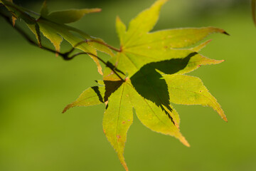 leaves on a branch