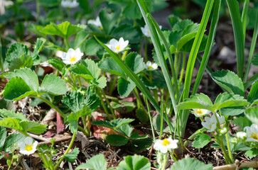 Plants de fraisiers (Fragaria) en fleur