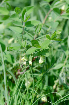 Myrtillier de Sib&eacute;rie (Myrtillier de Sib&eacute;rie) en fleur