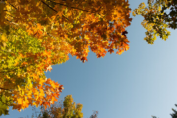 blue sky and autumn leaves 