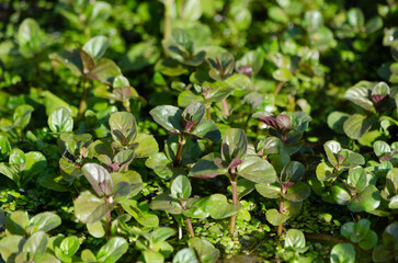 Menthe aquatique (Mentha aquatica L.)