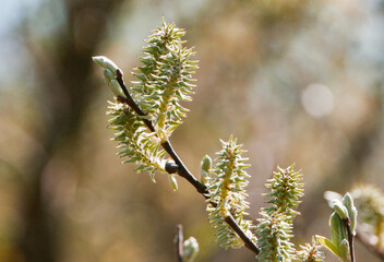 Blooming willow twig with buds close-up.