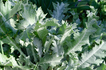 Feuillage d'artichaut (Cynara cardunculus var. scolymus)