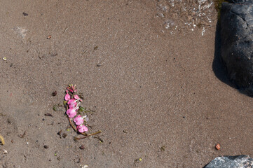 pink bleeding hearts flowers on the beach