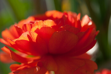 orange red Ranunculus blossom close up