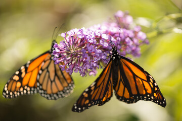 two monarch butterflies on a pink flower