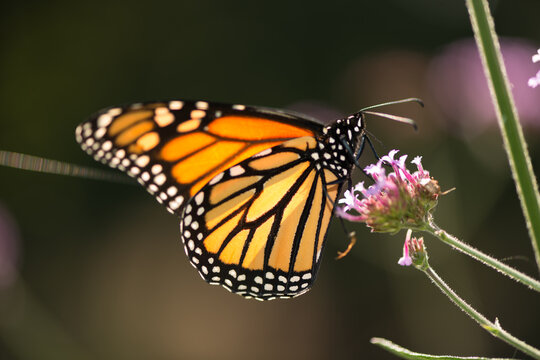 monarch butterfly on a verbena flower