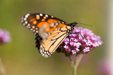 butterfly on flower