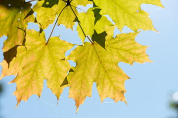 autumn maple leaves on a blue sky