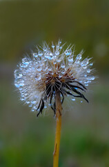 dandelion with water drops