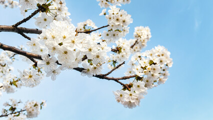 Blossoming branches of a wild cherry tree with blue sky background