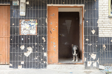 Lonely dog ​​at the shelled entrance to the house. War of Russia against Ukraine. 