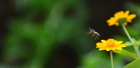 The bee flies to the flowers to collect nectar from the yellow flowers. copy space blur background