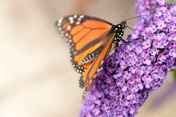 butterfly on flower (with blank space)