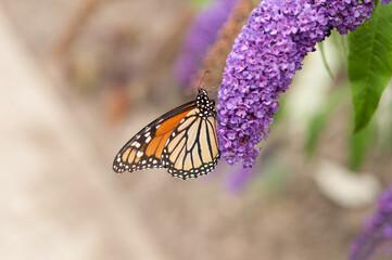 butterfly background