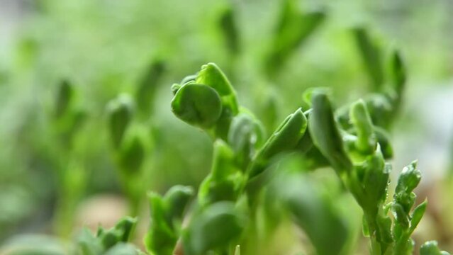 microgreen sprouts, vegan diet, healthy food, growing microgreens at home, microgreen seeds in a plastic container