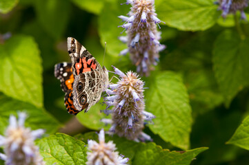 painted lady butterfly on flower