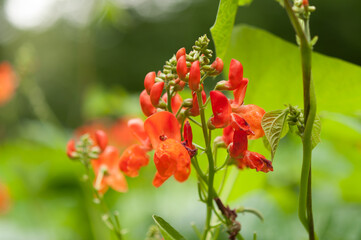 Phaseolus coccineus (runner bean, scarlet runner bean)