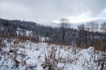 Growing fir trees in the winter Carpathian mountains.    