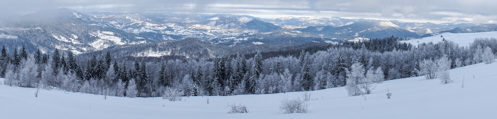 Fototapeta na wymiar Winter Carpathian forest on a sunny day. 