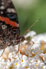 Vanessa atalanta, the red admiral close up