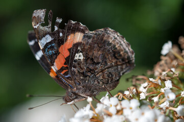 Fototapeta premium Vanessa atalanta, the red admiral close up
