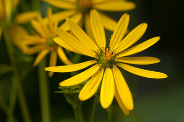 yellow flowers in the park