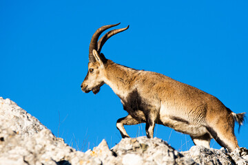 A Iberian ibex, Capra pyrenaica, in mountains El Torcal de Antequera, Andalusia, Spain