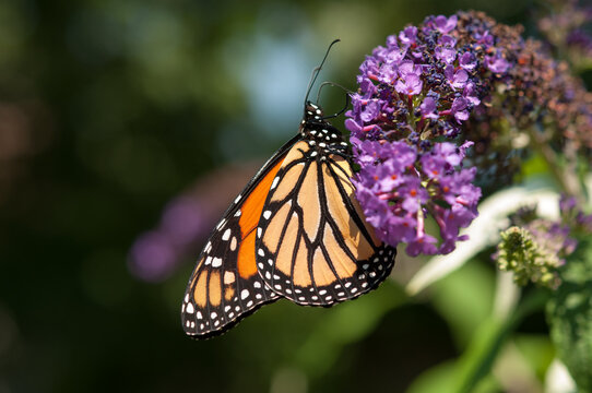 monarch butterfly in the sun