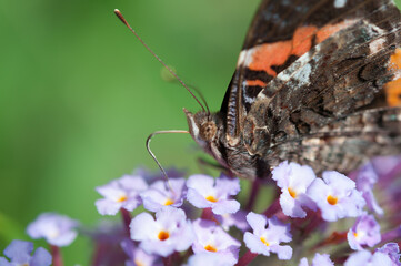 Vanessa atalanta, the red admiral close up