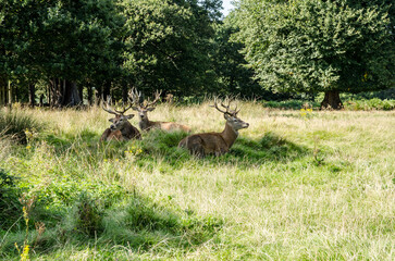 Naklejka na ściany i meble Three red deer stags resting
