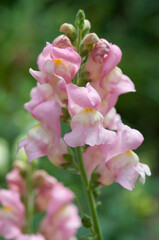 pink Antirrhinum blossoms isolated on a green background