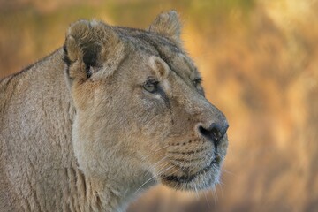 Female lion close up portrait
