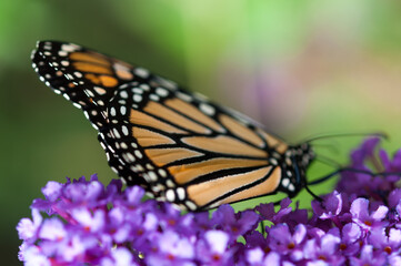 detail of butterfly wings on a whimsical bokeh background