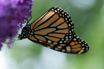Fototapeta premium upside down monarch butterfly drawing nectar from purple flowers