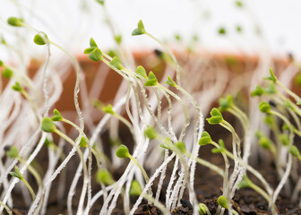 savory seedling macro shot with water drops, shallow depth of field