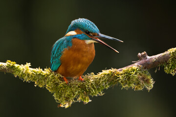 kingfisher on branch