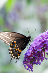 swallowtail butterfly on a purple flower