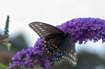 black butterfly (swallowtail) on a purple flower 